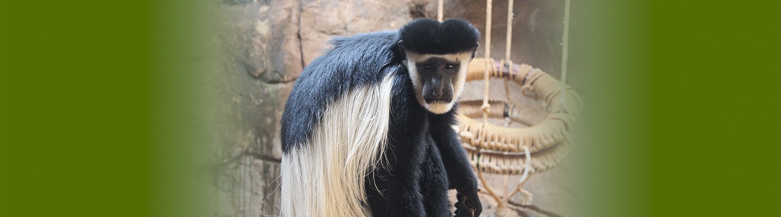 Macaco-aranha-de-cara-vermelha - Animália Park